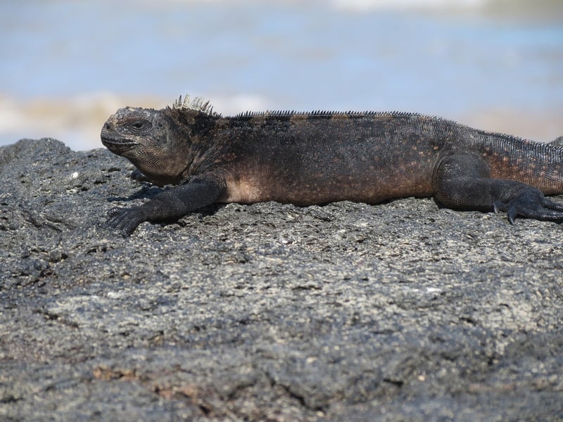 Galapagos Islands, Ecuador