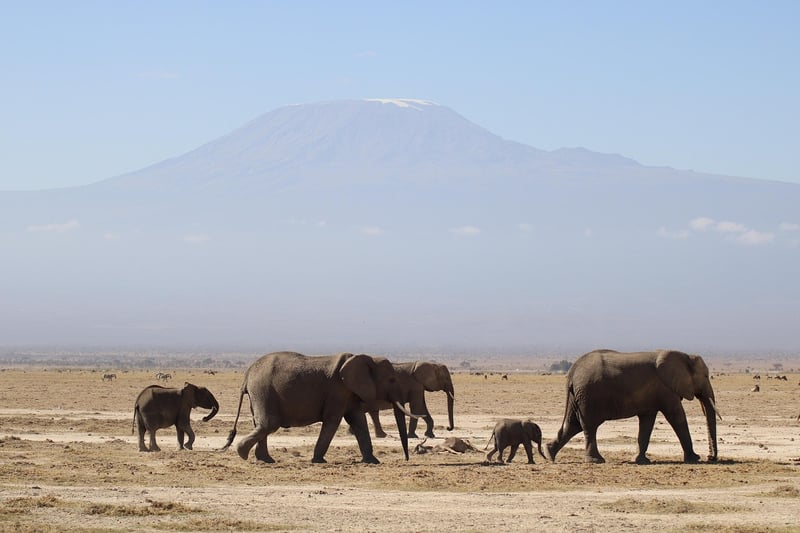 Kenya Safari